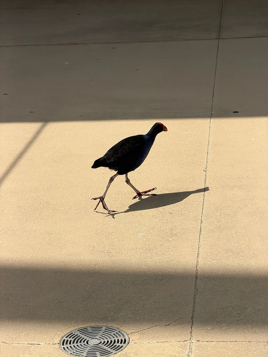 Gold Coast Aquatic Centre (North Pool) gallery image