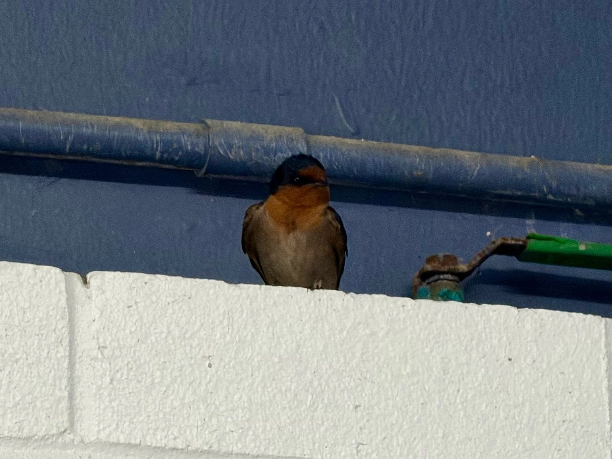 Byron Bay Swimming Pool gallery image